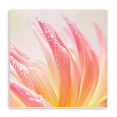Acrylic Print 001